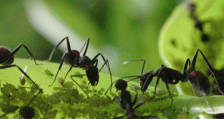 Desinsectación de hormigas
